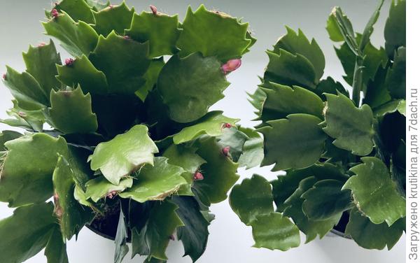 До пересадки ( на карантине)