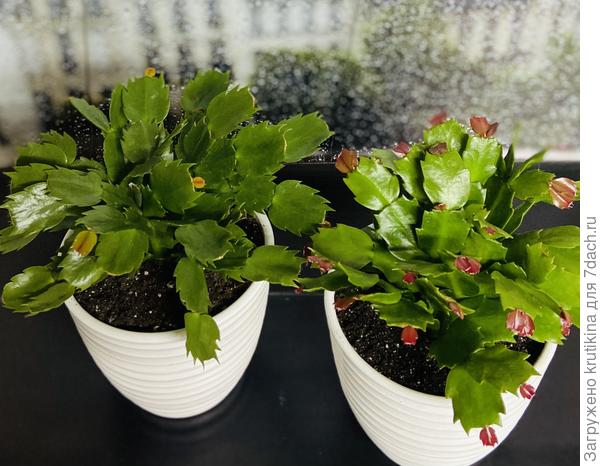 Шлюмбергеры