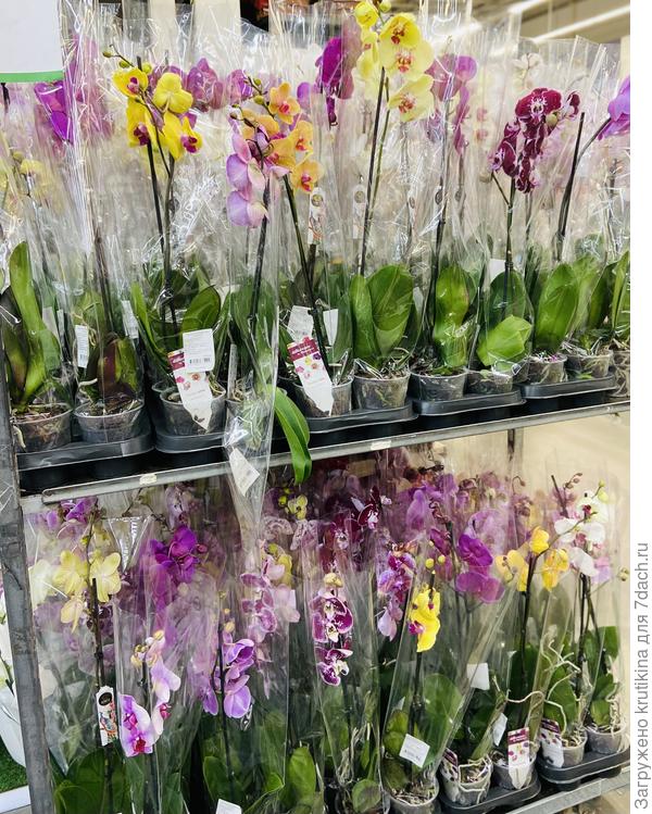 Орхидея