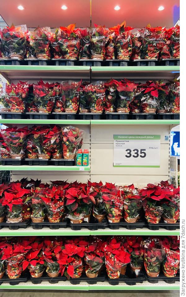 Не зря Пунсеттию называют Рождественская звезда!