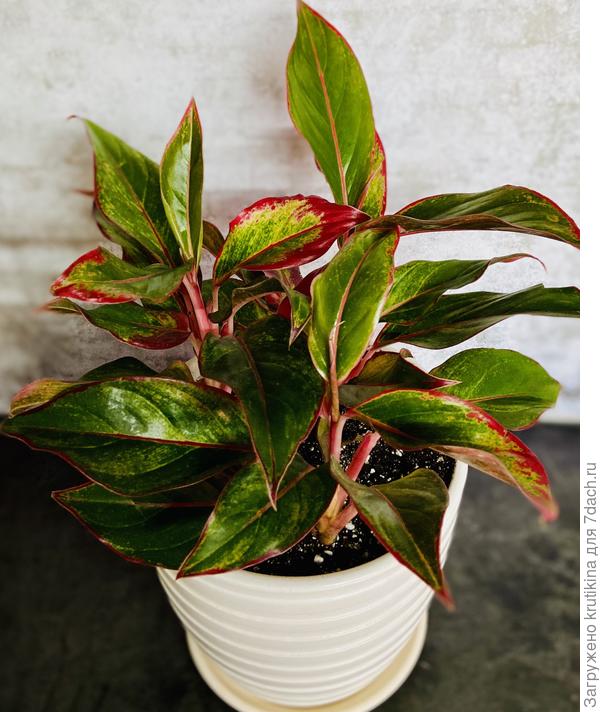 Аглаонема Крит