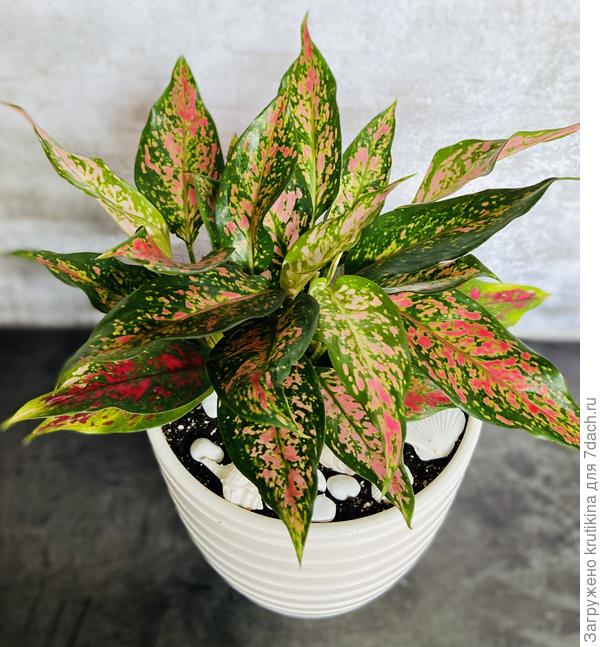 Аглаонема Спотер Стар