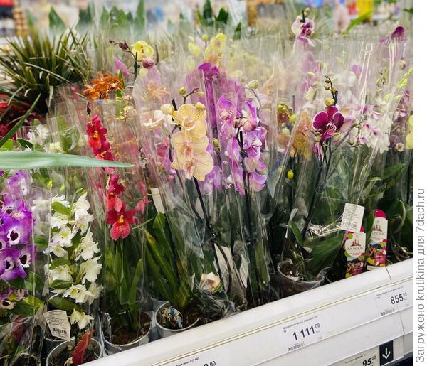 Орхидейку с белыми цветочками с левой стороны забрала мамочке.