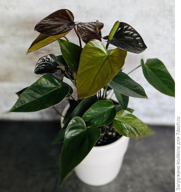 Антуриум Блэк Лав