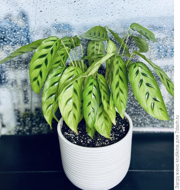 Калатея Леопардина