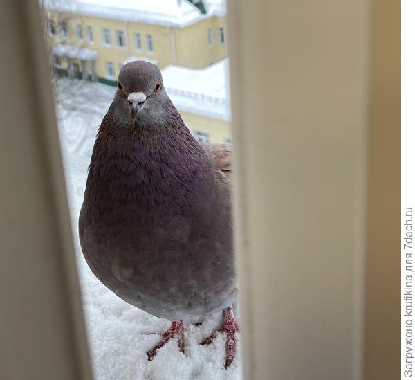 Любопытный голубь