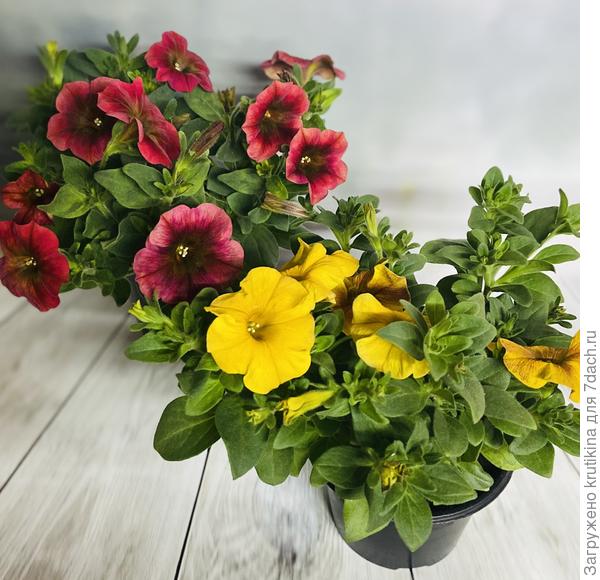 Растёт и цветёт под лампами .