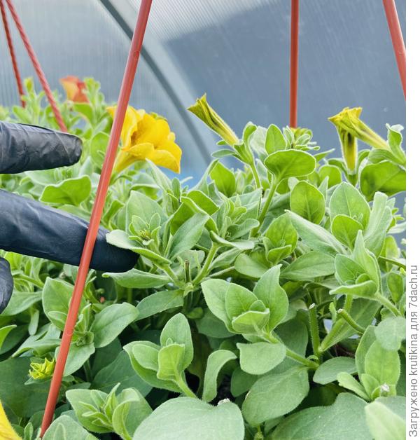 Черенковала в августе