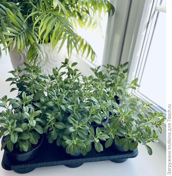 Рассада калибрахоа из семян