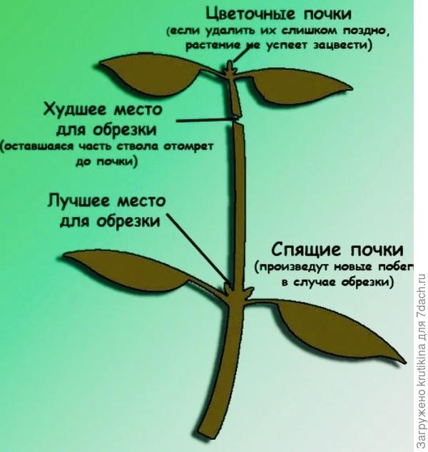 Схема правильной прищипки
