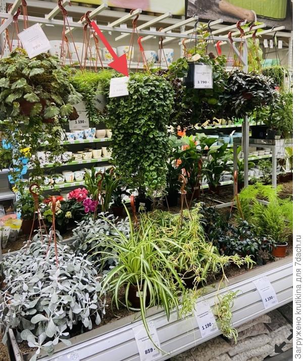 Конец ноября