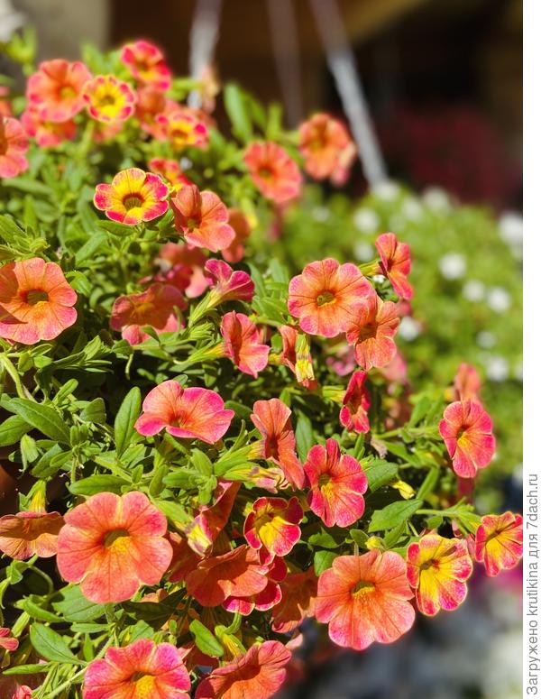 Калибрахоа