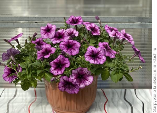 В теплице, перед высадкой на постоянное место