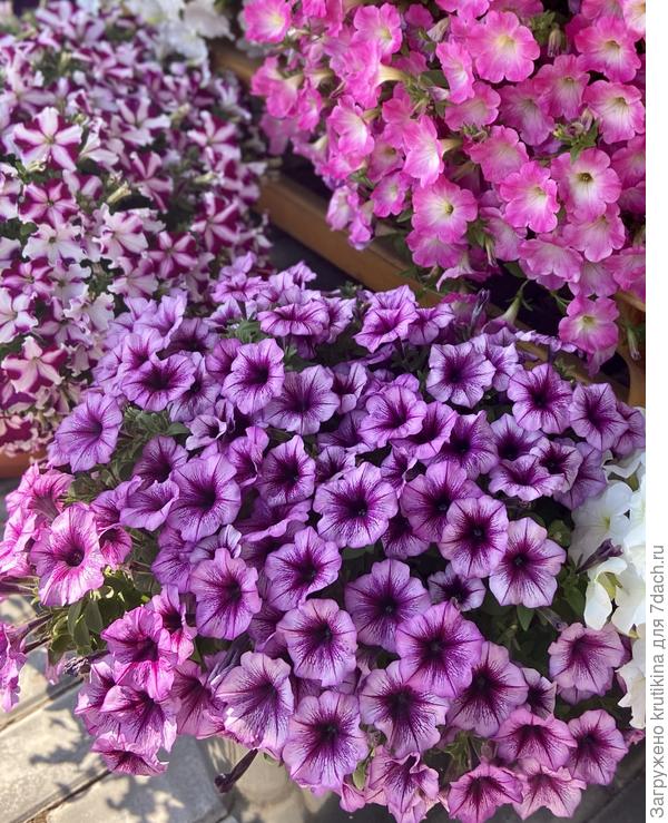 1 растение в 12 лит