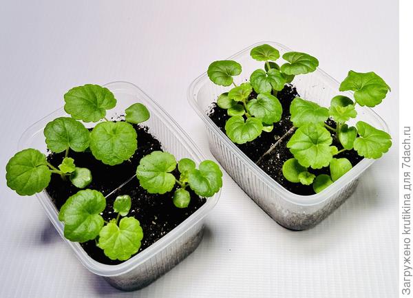 Садовая пеларгония -справа, зональная -слева