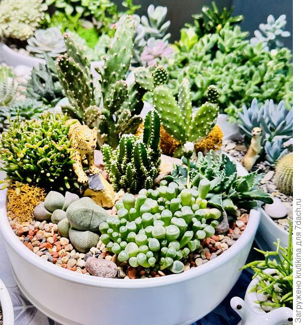 Суккулент зацветают 🙂