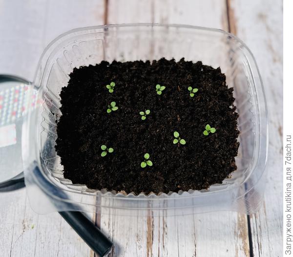 6 дней от всходов