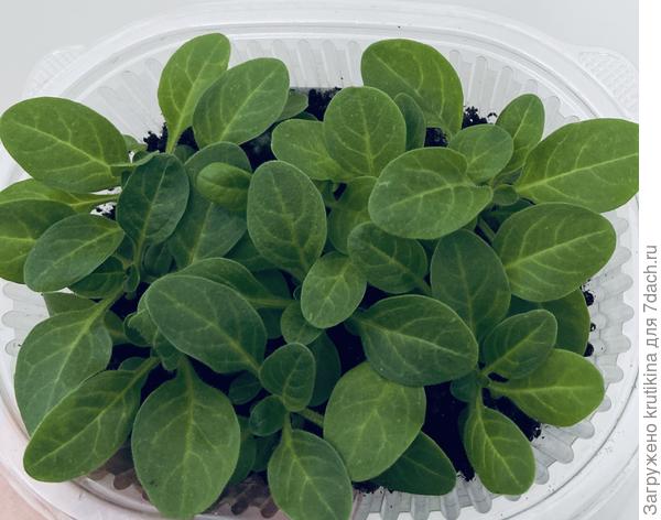 23 дня от всходов.