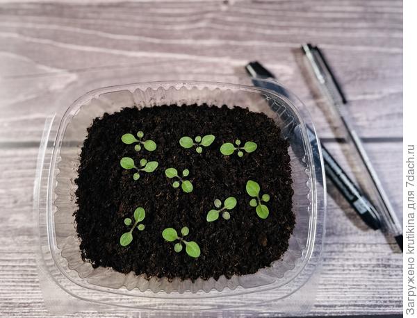 9 дней от всходов