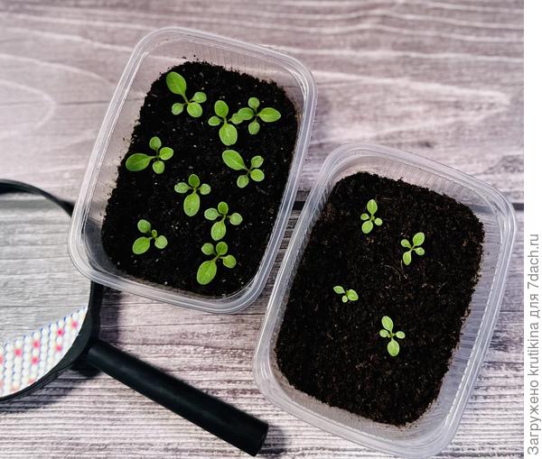 с правой стороны- Нинья Скай Блю,