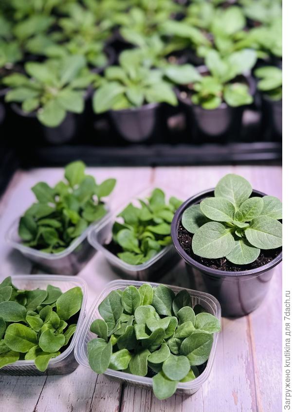 Кустовые сорта , рядом петуния та же , что на фото выше .