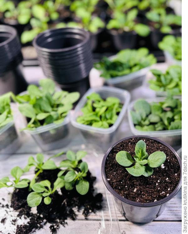 Пикировка ампельных сортов