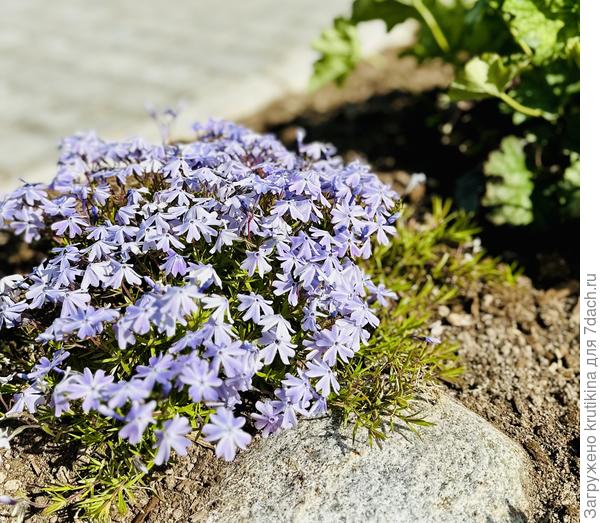 Флокс шиловидный