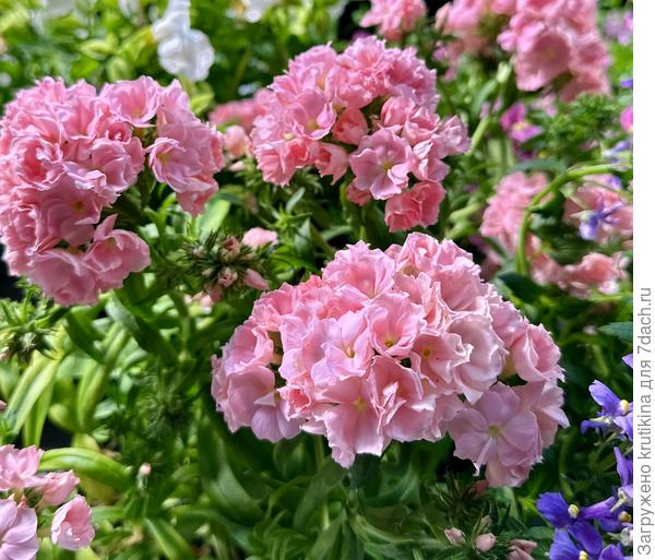 Флокс Друммонда