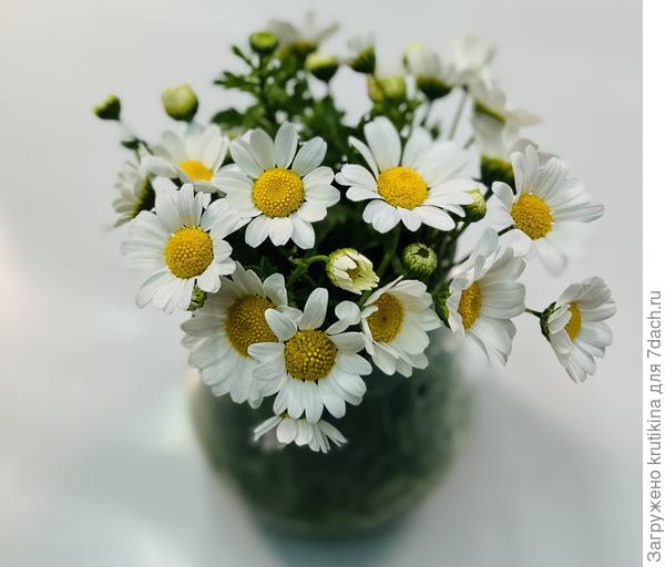 Хризантема болотная