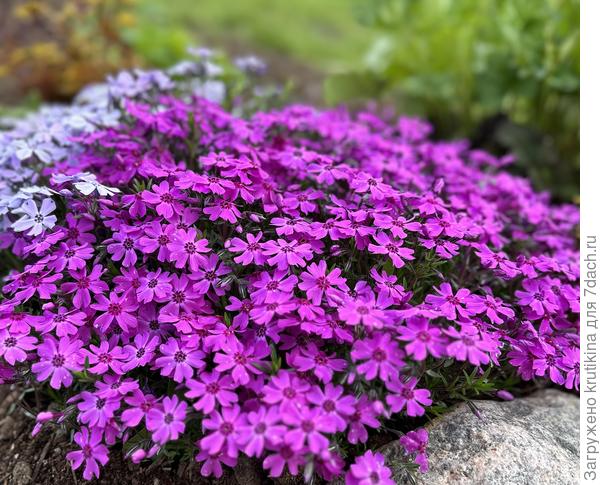 Флокс шиловидный