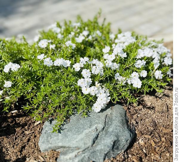 Флокс шиловидный