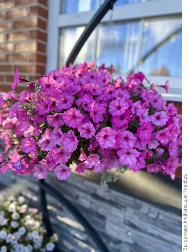 Виста Баблгам ( Вегетативная)