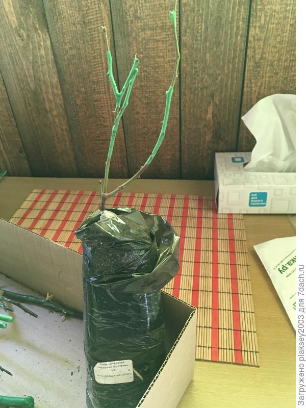 Роза &amp;quot;Фротенак&amp;quot; канадская, к/с