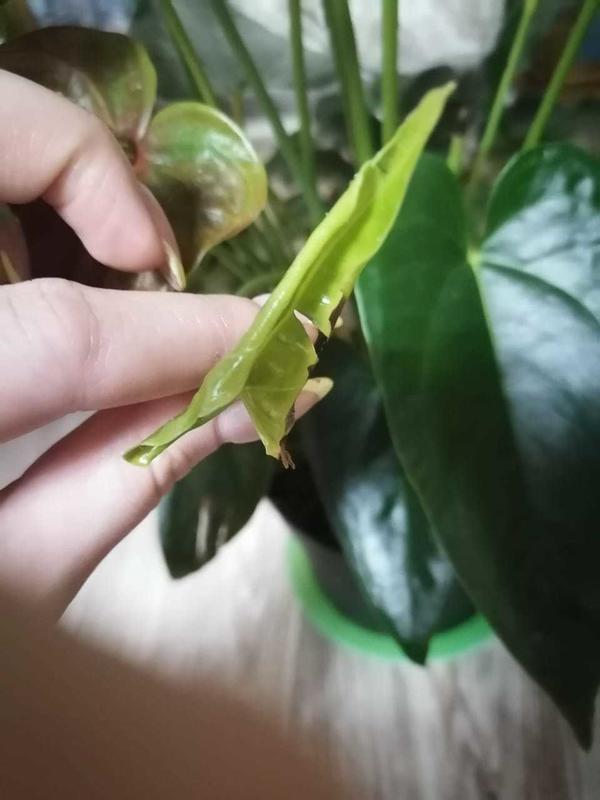 Новый лист уже сохнет