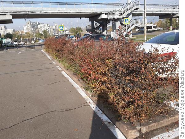 кусты