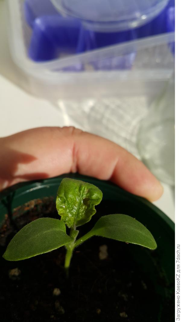 пораженный лист баклажана