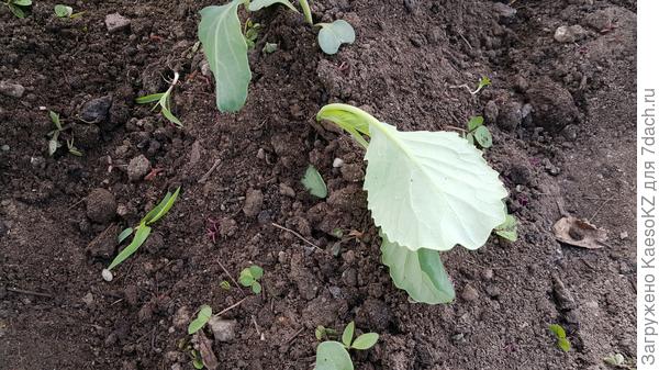 Рассада капусты