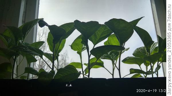 Баклажанчи