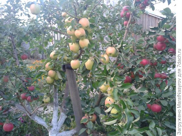 На этой яблони 4 сорта: по средине Гольден Делишес, справа Айдоред, слева Ред Делишес, сзади Память Насырова.