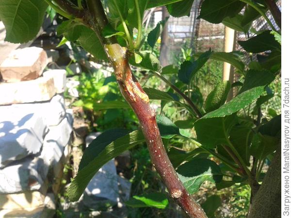 Прививка яблони улучшенной копулировкой.