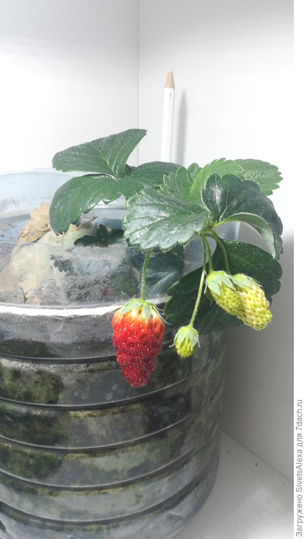 Зимой балуюсь)