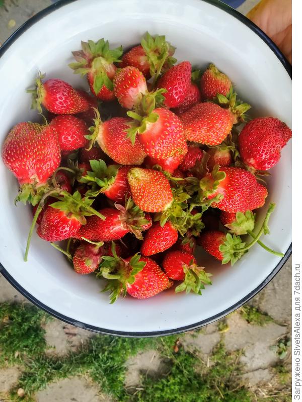 Дичка в сентябре