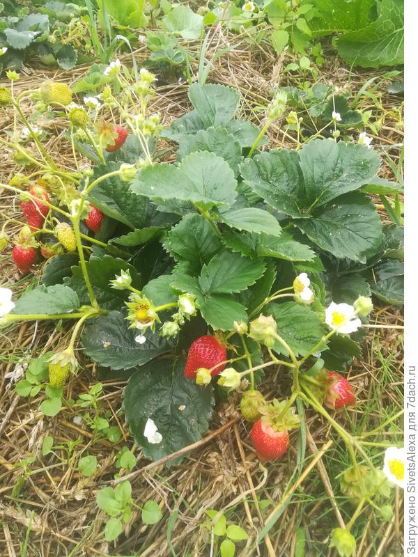 Дичка в августе