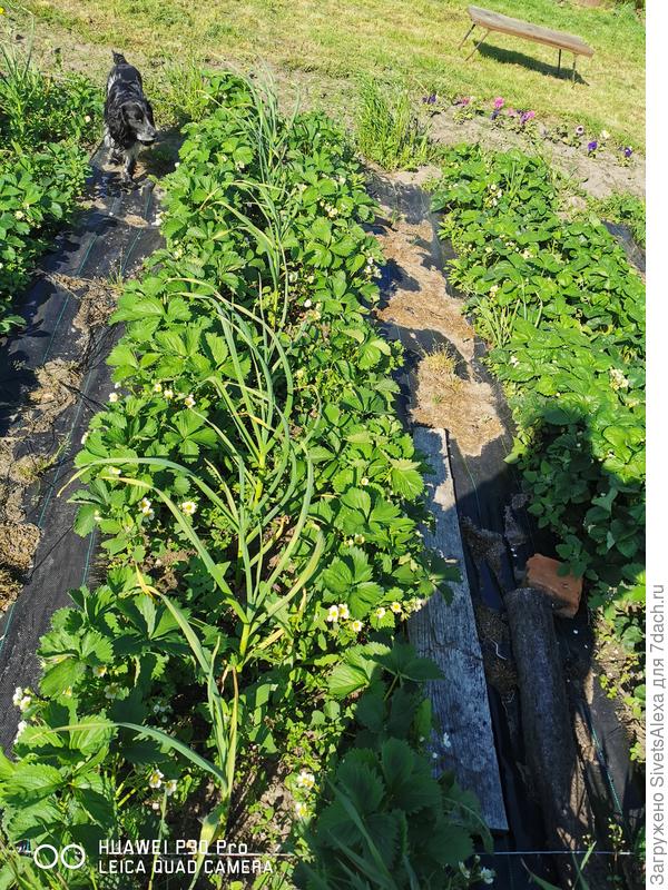 Кусты однолетки