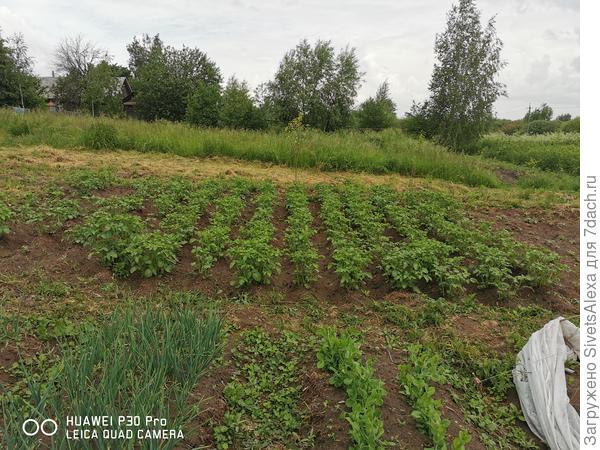 Относительно нормальная часть основной картошки. С правой стороны видны заморыши.