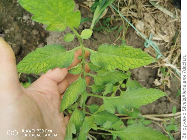 Старые листья