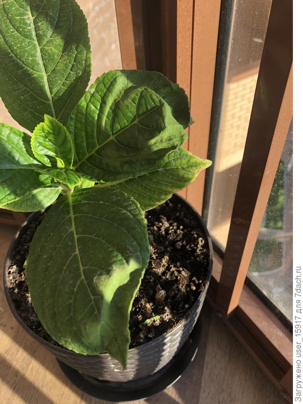 Гортензия пару месяцев назад