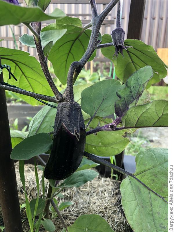 Король севера.