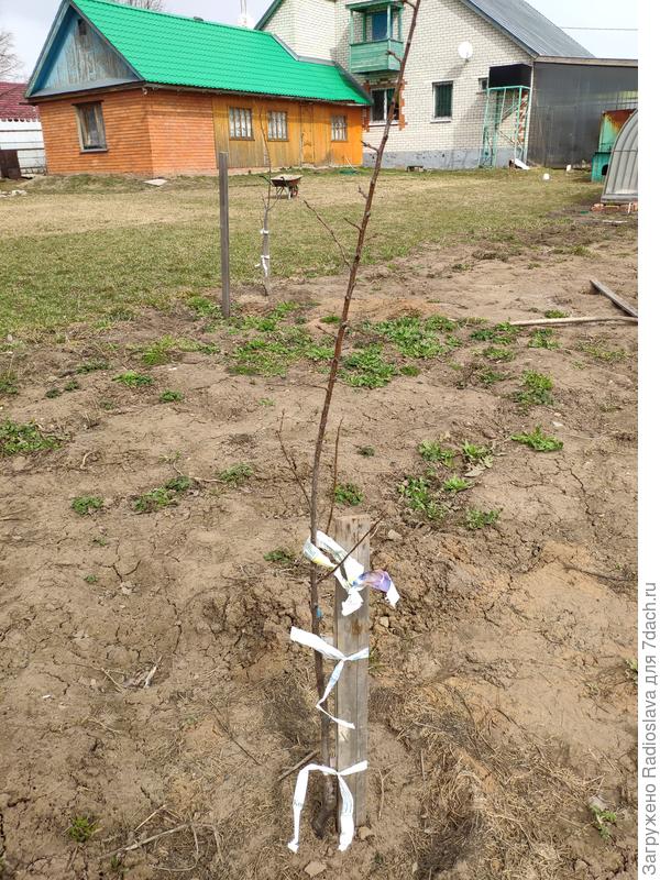 Абрикос прошл год весна