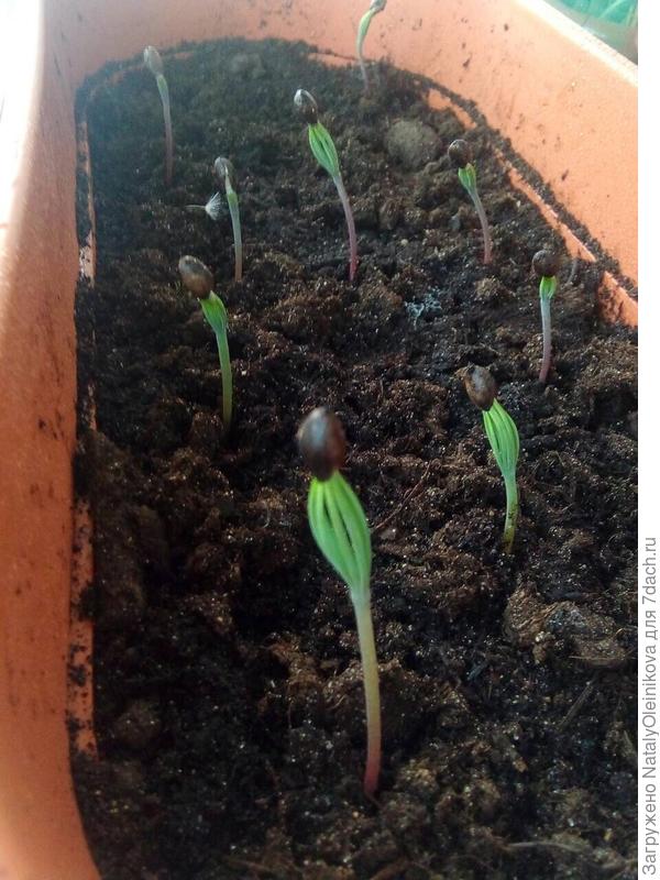 всходы, примерно 20 мая 2019 г.